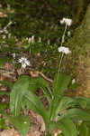 Speckled wood-lily <BR>White clintonia